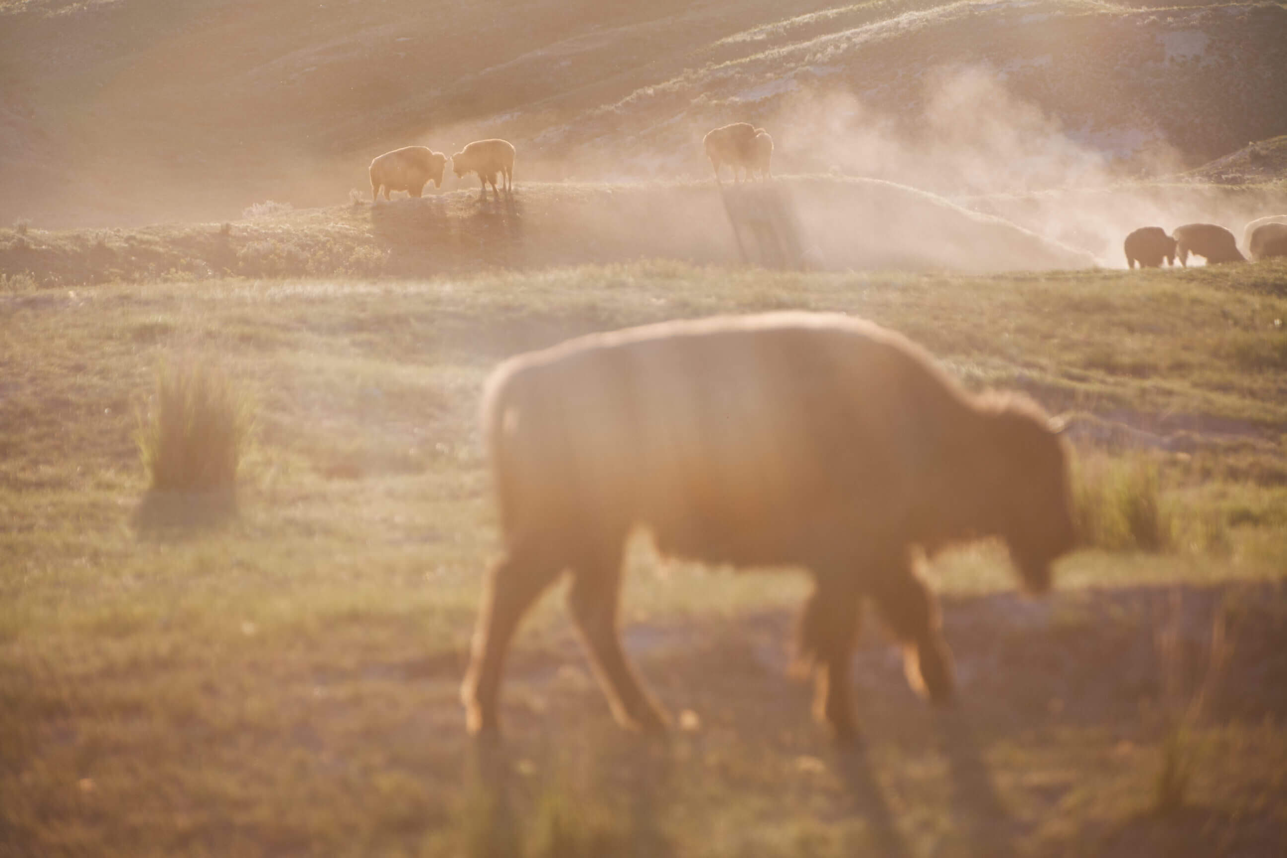 Bison roll in dust at the National Bison Range in Montana